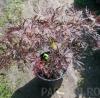 Artar japonez  acer palmatum `dissectum garnet`ghiveci 7-9 litri,