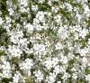 Flori de gradina  perene FLOAREA MIRESEI/GYPSOFILA REPENS ALBA