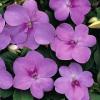 Flori de gradina anuale impatiens waleriana lila/