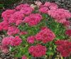 Flori de gradina perene sedum spectabile briliant