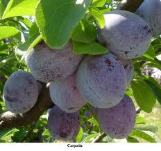 Pomi fructiferi Pruni soiul Carpatin. Puieti fructiferi altoiti.