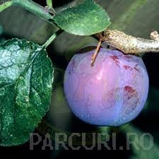 Pomi fructiferi Pruni soiul Diana. Puieti fructiferi la ghiveci