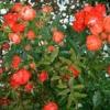 Trandafiri de gradina Polyantha Samba, planta formata cu radacina in ghiveci de 3.5 litri