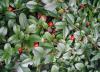 Arbust tarator de gradina cotoneaster dammeri skogholm ghiveci 3-4
