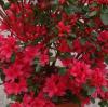 Arbusti cu flori AZALEA JAPONICA HINO-CRIMSON VLT 10, planta cu diam de 040-050 cm