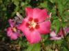 Arbusti de gard viu hibiscus syriacus cu flori simple, ghiveci 3-4