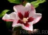 Arbusti de hibiscus syriacus 'hamabo' cu, ghiveci  5 litri, h=50-60 cm