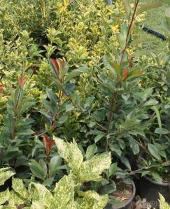 Arbusti gradina frunze semipersistente PHOTINIA FRASERII RED ROBIN ghiveci3-5 litri, h=40-60 cm