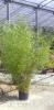 Bambus Phyllostachys 'Bissetii' pentru garduri vii, h=1.75-2 m, ghiveci 18 litri