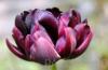 Bulbi de lalele Duble tarzii, Black Hero, 5 buc./punga,flori duble, foarte batute, culoare negru