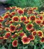 Flori de gradina  perene gaillardia