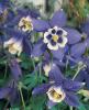 Flori de gradina perene CALDARUSA / AQUILEGIA CERULEA SPRING MAGIC NAVY AND WHITE