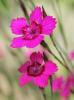 Flori de gradina perene Dianthus deltoides ghiv 14cm