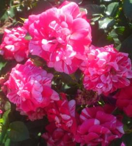 Trandafiri englezesti de gradina  semiurcatori  Twist  cu radacina in ghiveci de 3,5 litri