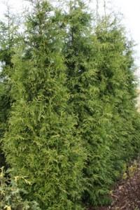 Arbusti rasinosi THUJA OCC.` BRABANT`30 litri, 175-200