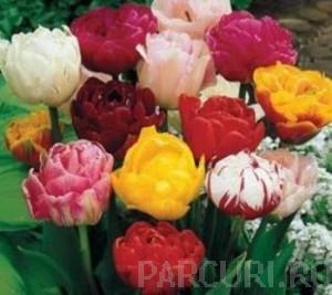 Bulbi de lalele SOIURI MIXTE, 10 BUC./Punga, flori duble, culori mixte