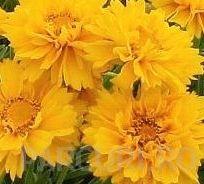 Flori de gradina perene COREOPSIS/ COREOPSIS GRANDIFLORA Sollana Golden Sphare  ghiv 15 cm