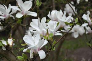 Magnolia soulangeana Alba Superba ghiv 25 l  h=150-175cm