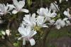 Magnolia soulangeana Alba Superba ghiv 25 l  h=150-175cm