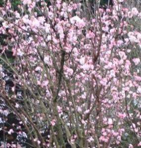 Arbust decorativ prin flori iarna VIBURNUM bondantense `Dawn`ghiveci 5  litri, h=60cm