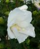 Arbusti de hibiscus albus totus cu flori albe,
