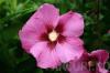 Arbusti de HIBISCUS SYRIACUS 'Woodbridge' cu flori simple, ghiveci 3-4 litri, h=30-40cm