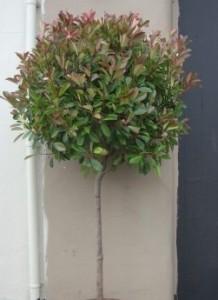 Arbusti evergreen PHOTINIA FRASERII `RED ROBIN`forma altoita 1/2, diam bila=60-80cm ,ghiveci 25 litri