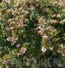 Arbusti parfumati de gradina ABELIA GRANDIFLORA, ghiveci 3-4 litri,  h=30cm