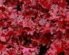 Flori de gradina perene Heuchera hybrid Forever Red, ghiveci 15 cm