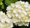 Flori perene hortensia / hydrangea macrophylla white