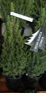 Picea Glauca PERFECTA C6 h=50/55 cm