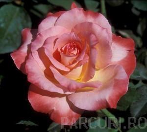 Trandafiri de gradina cu radacina Seilas Parfum