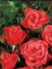 Trandafiri pitici de gradina M. Morsdag rosii tufe formate cu radacini in ghiveci de 3.5 litri
