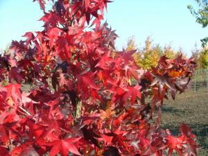 Arbori foiosi LIQUIDAMBAR STYRACIFLUA WORPLESDON h= 250-300 cm (35litri)