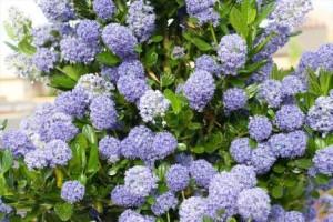 Arbust tarator de gradina cu flori CEANOTHUS THYRSYFLORUS REPENS `BLUE` ghiveci 3-4 litri  h= 30 cm