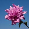 Arbusti de hibiscus syriacus roseus plenus, flori
