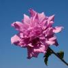 Arbusti de HIBISCUS SYRIACUS Roseus Plenus, flori duble, ghiveci  5 litri, h=50-60 cm