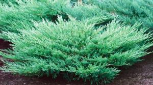 Arbusti rasinosi JUNIPERUS HORIZONTALIS ANDORA COMPACTA CLT 10