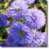 Flori de gradina perene aster novi-belgii 'marie ballard' (aster,