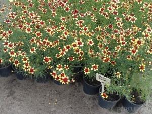 Flori de gradina perene COREOPSIS/ COREOPSIS ROUTE 66