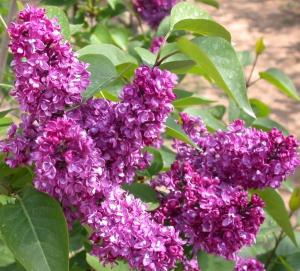 Liliac mov parfumat cu flori duble SYRINGA VULGARIS CHARLES JOLY  ghiveci 5l, h=80-100 cm