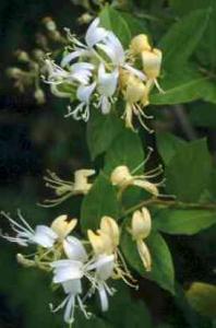 Planta parfumata cataratoare Mana Maicii Domnului (Lonicera japonica Halliana) ghiveci 3 litri, h=100-150 cm