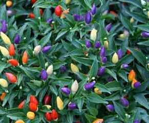 Plante aromatice de gradina Ardei decorativ (Capsicum annuum) in ghiveci de 1 litru