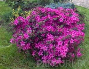 Arbusti cu flori AZALEA JAPONICA ghiveci de 15 litri, planta cu diam. de 60cm