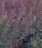 Arbusti cu frunze rosii cotinus coggyria `rubrifolis` la