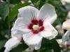 Arbusti de hibiscus syriacus red heart cu, ghiveci  5 litri, h=50-60