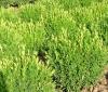 Arbusti evergreen buxus sempervirens   (cimisir, merisor) ghiveci 18
