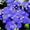 Flori de gradina anuale ageratum mexicanum/pufuleti.