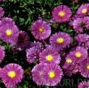 Flori de gradina perene aster novi-belgii 'sarah ballard' (aster,