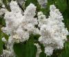 Liliac alb parfumat cu flori batute syringa vulgaris